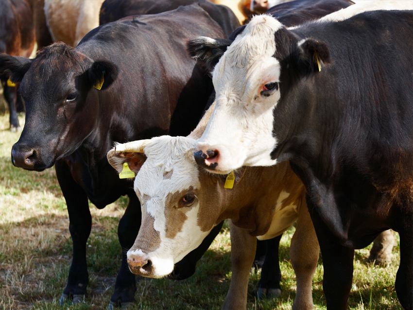 Cattle Processing